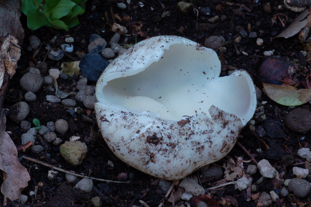 Sarcosphaera coronaria var. nivea